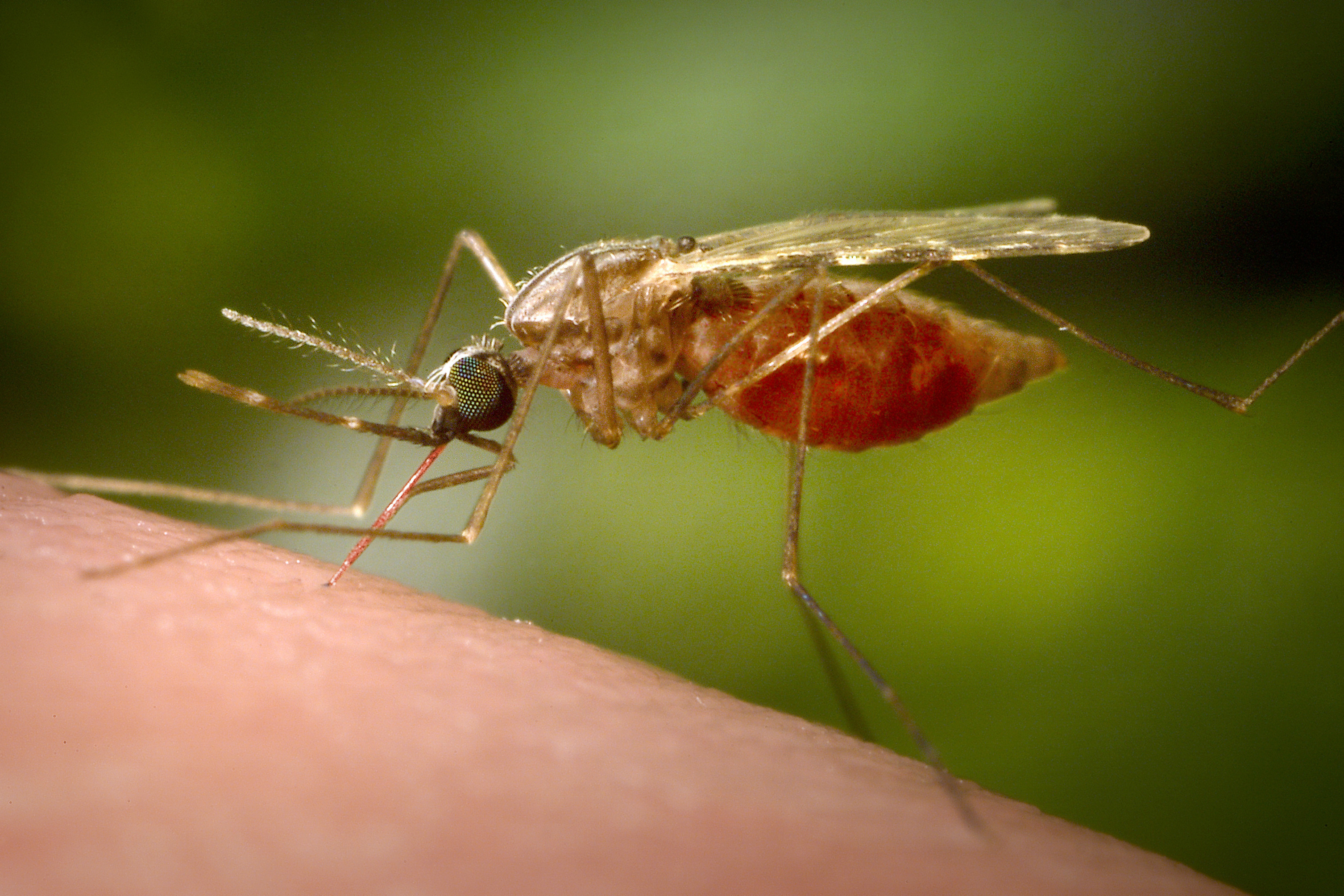 Biopesticide holds potential for stopping spread of malaria episode artwork