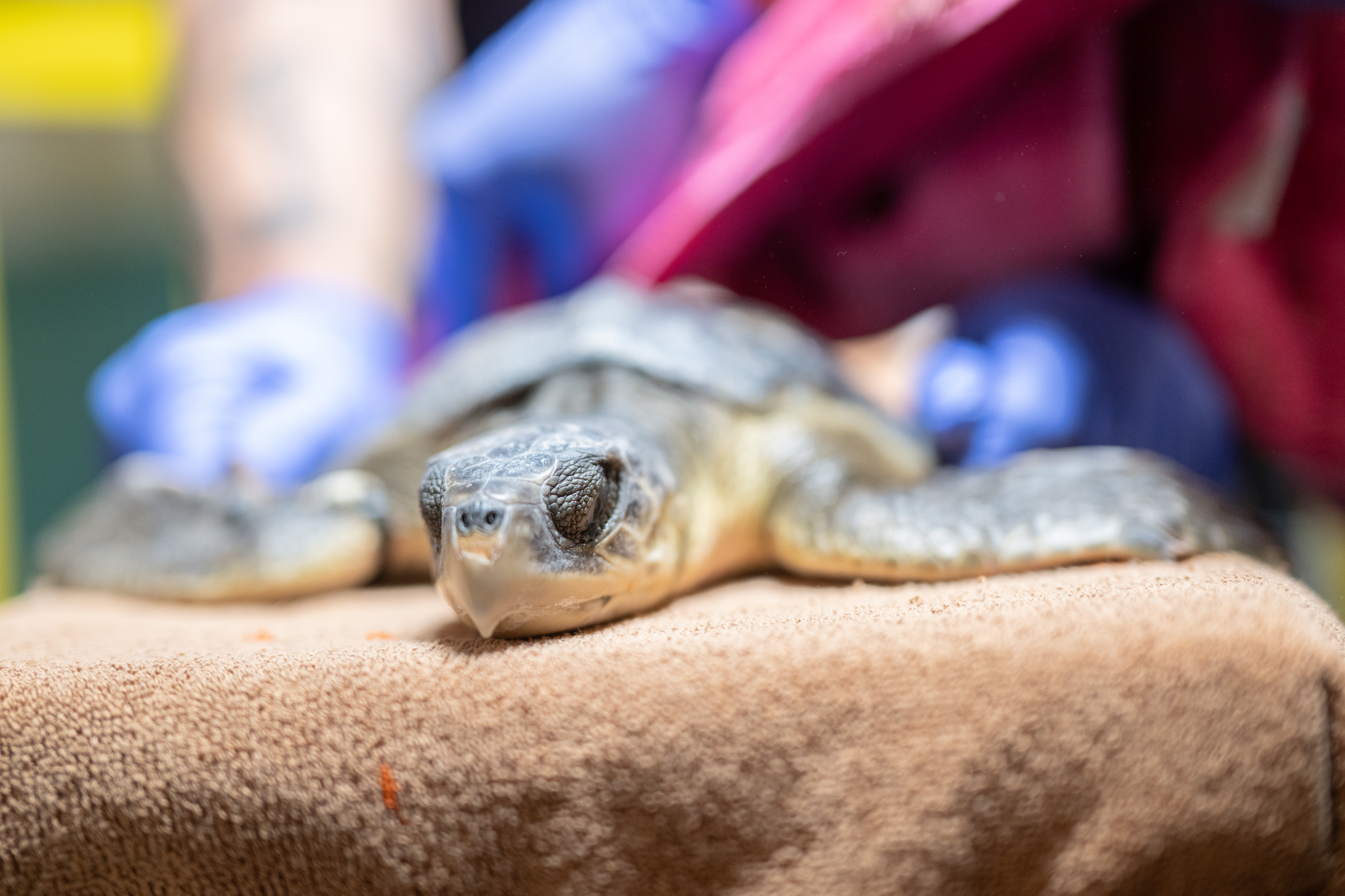 Cold-stunned sea turtles recuperate at the National Aquarium episode artwork