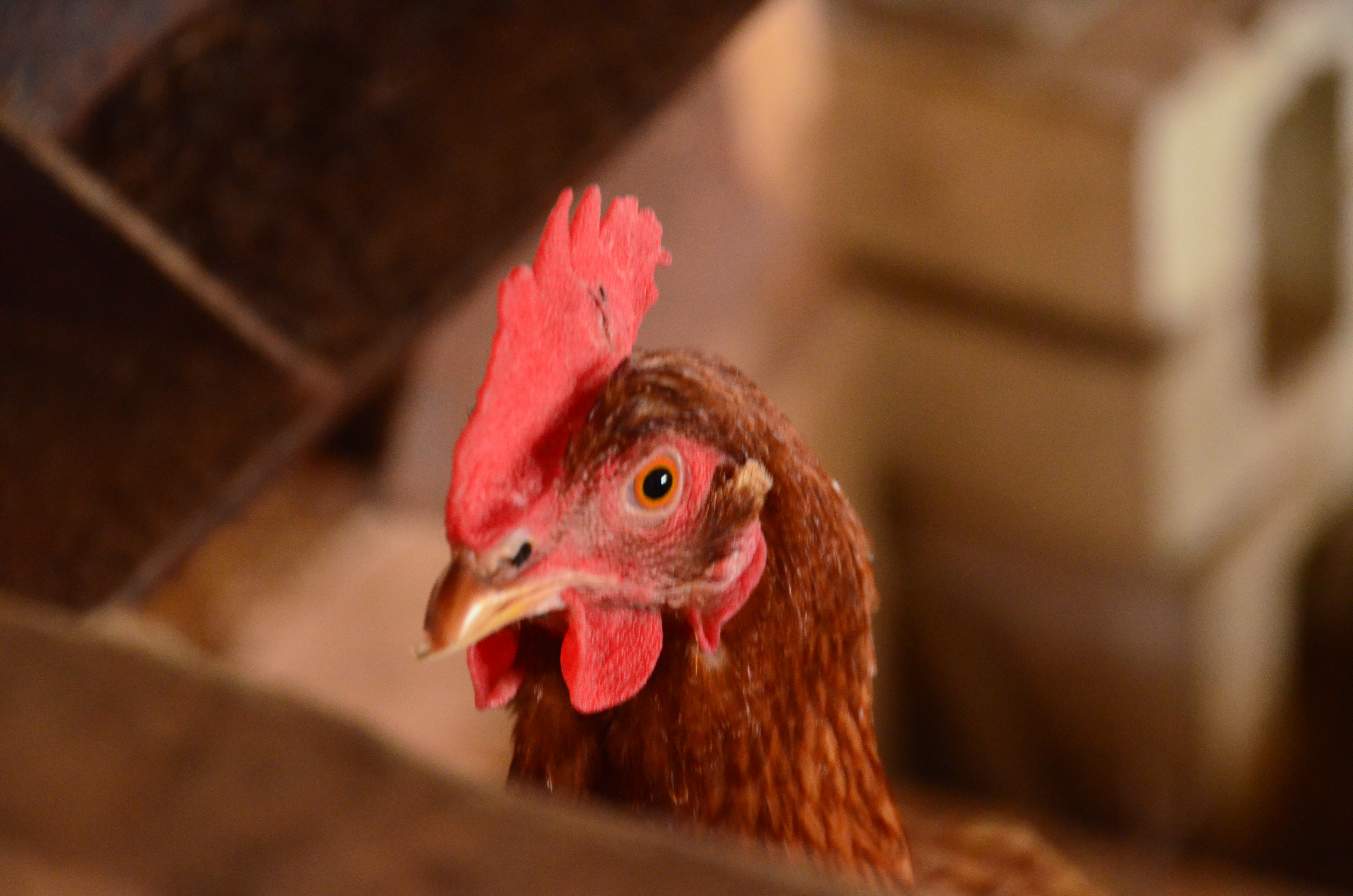 Is Avian Influenza on the rise in Maryland? episode artwork