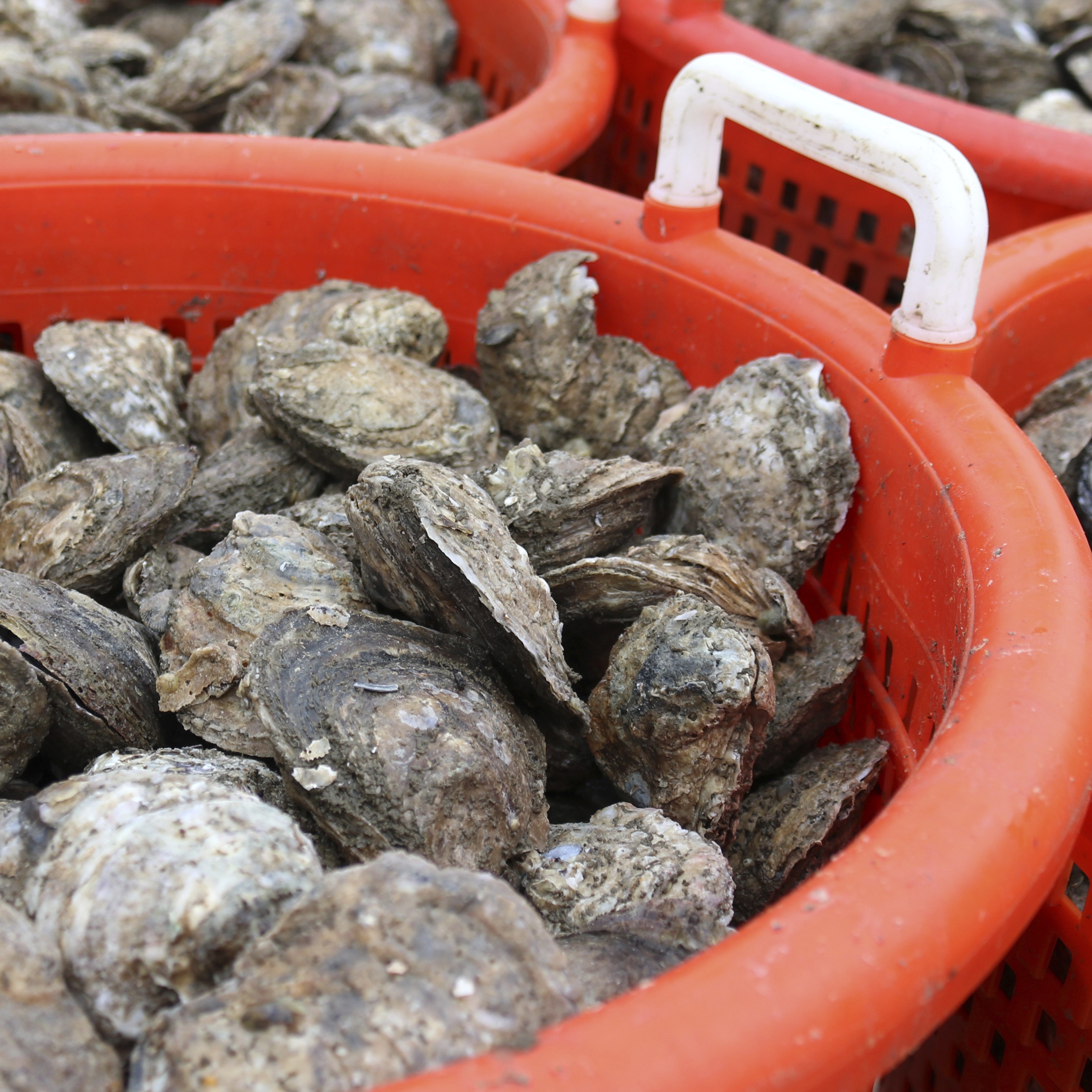 An 'Oyster Recovery Partnership' underway in the Chesapeake Bay episode artwork