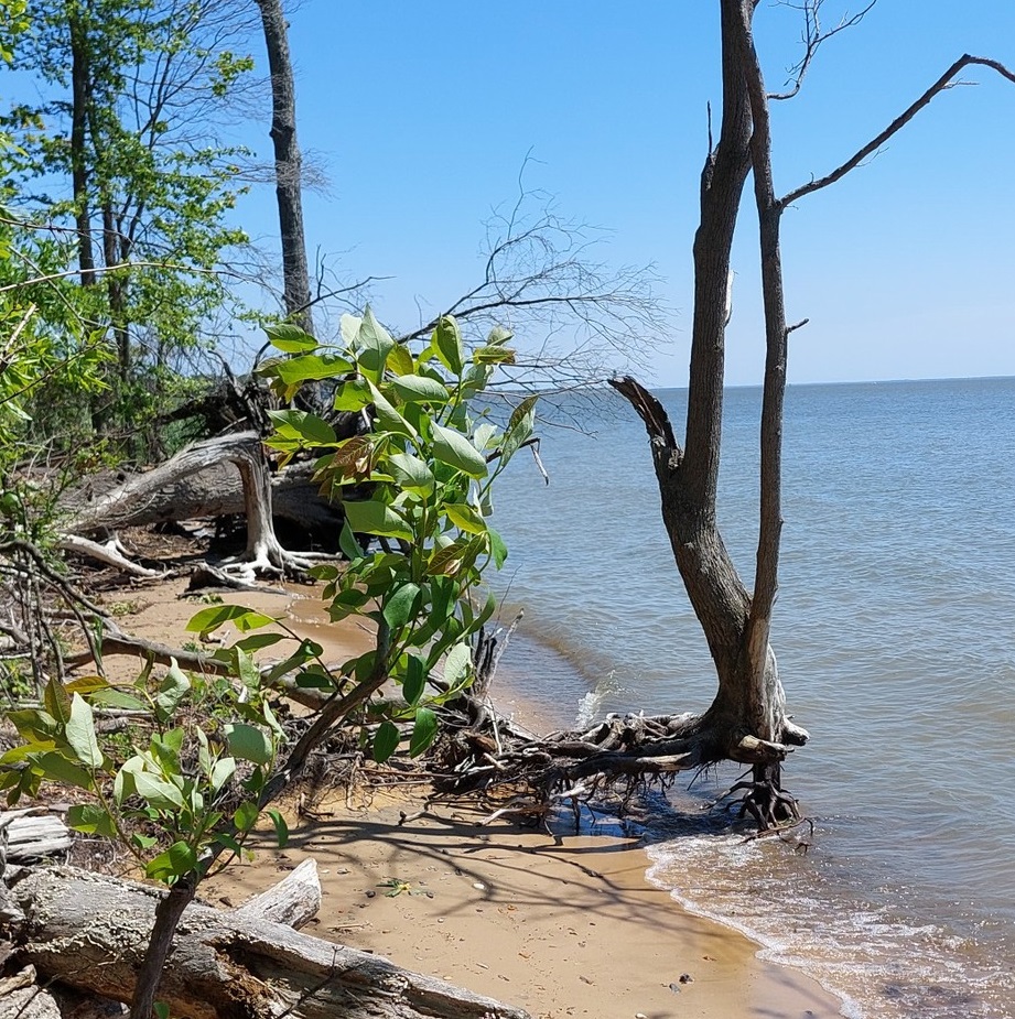 'Chesapeake Bay Legacy Act' Aims to Improve Environmental Health while Promoting Economic Growth episode artwork