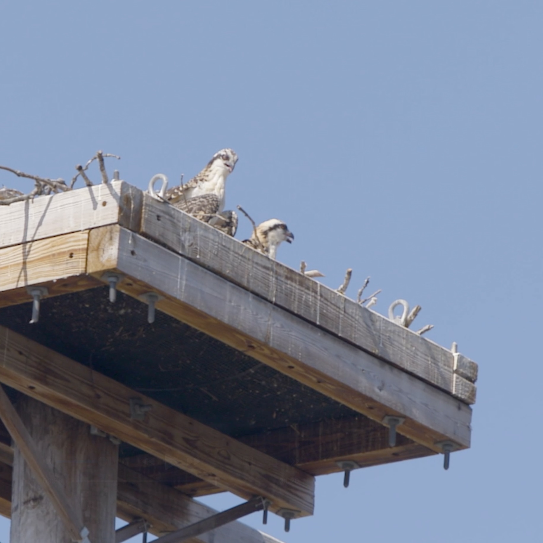 Safeguarding Nesting Ospreys and Maryland Power Infrastructure episode artwork
