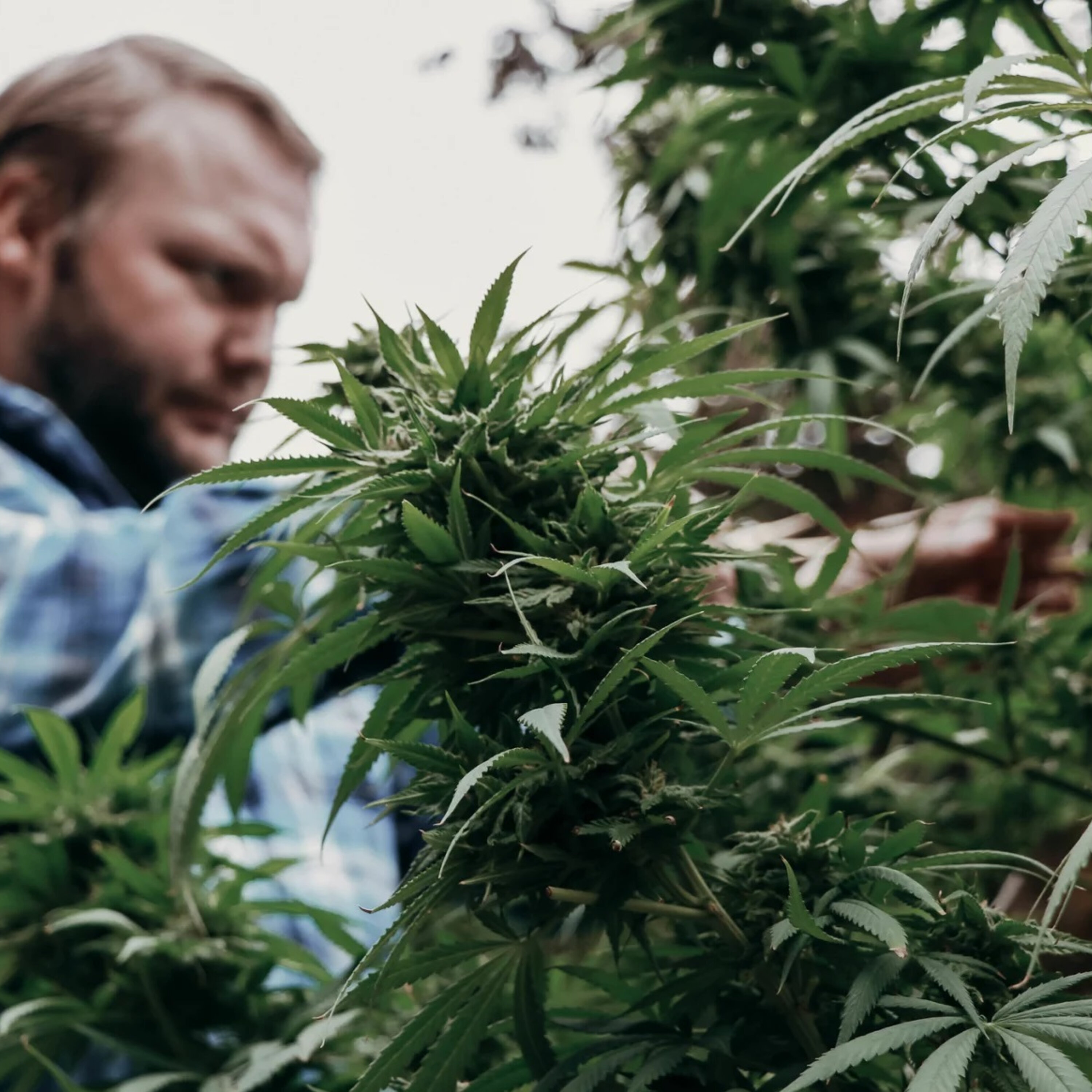Federal government takes step toward easing cannabis restrictions episode artwork