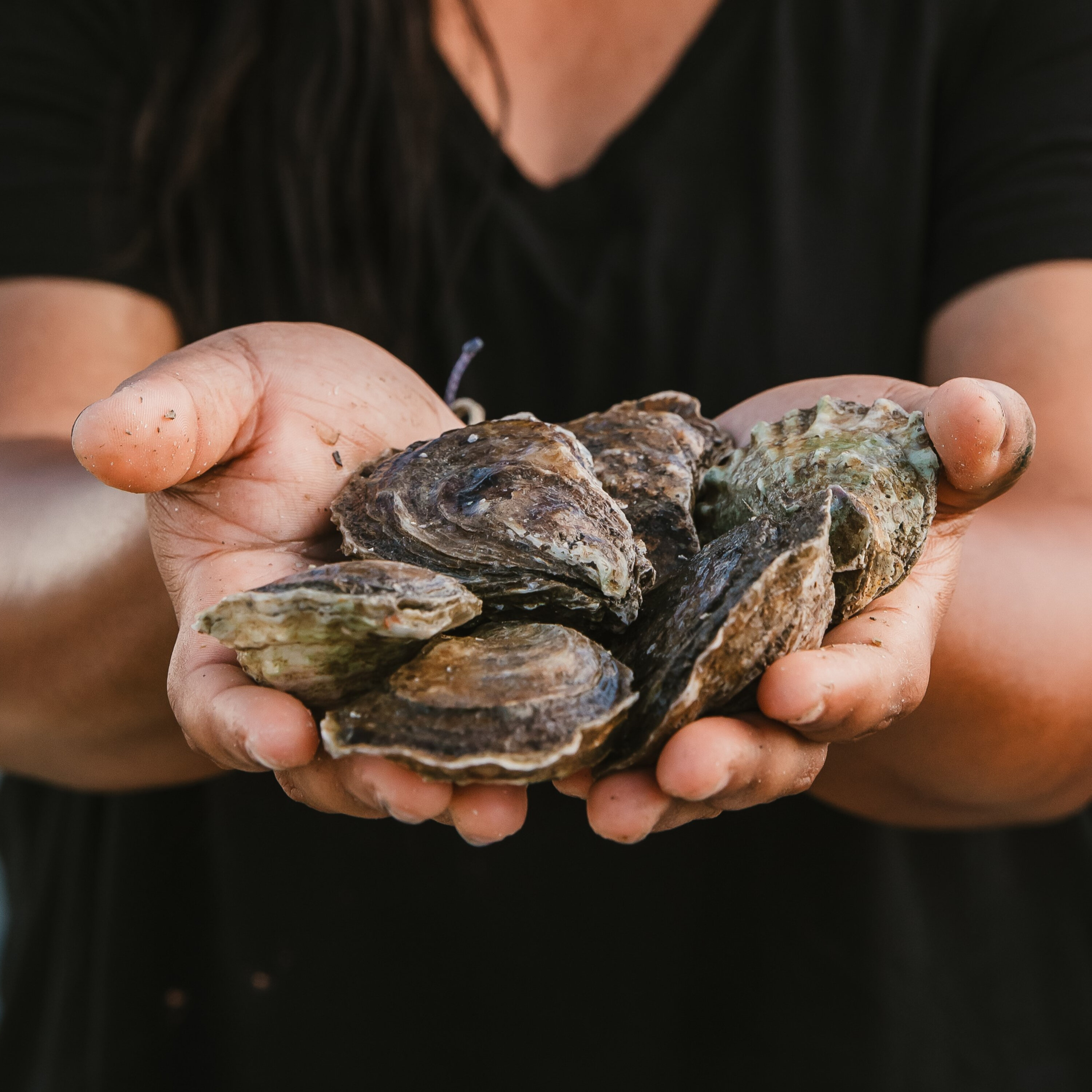 A Chesapeake Bay oyster farmer reflects on her industry episode artwork