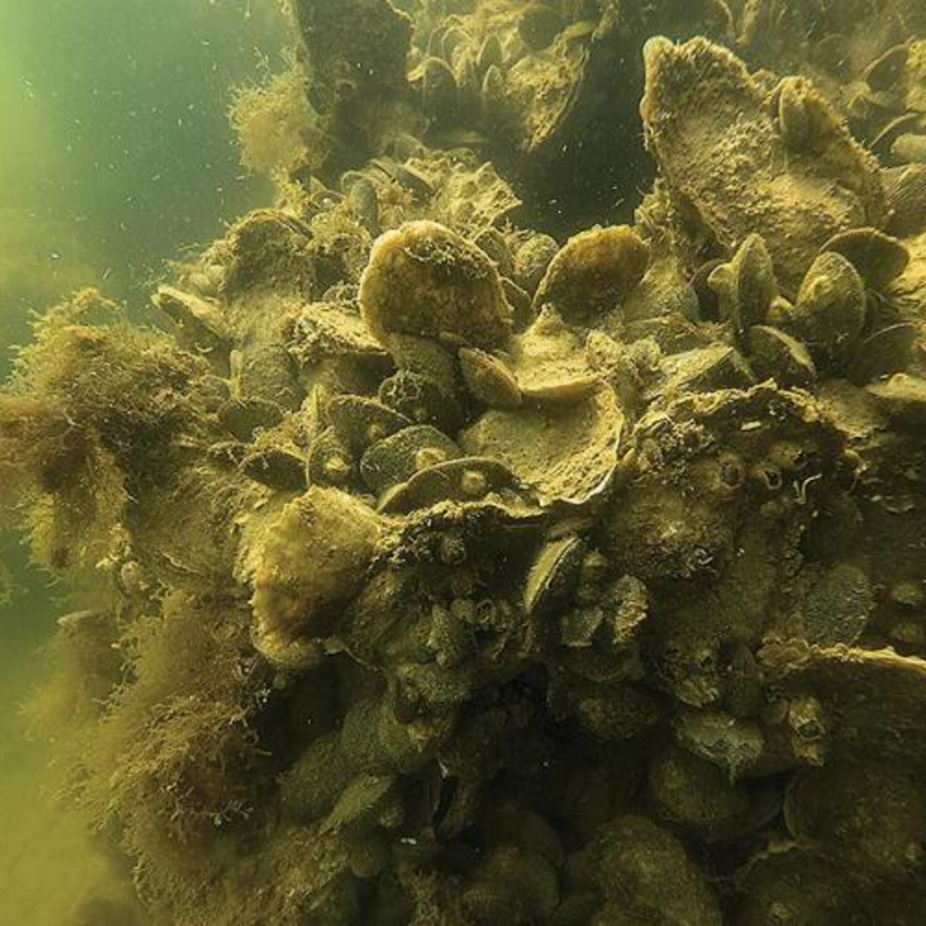 Small but powerful, Maryland's oysters make a comeback episode artwork