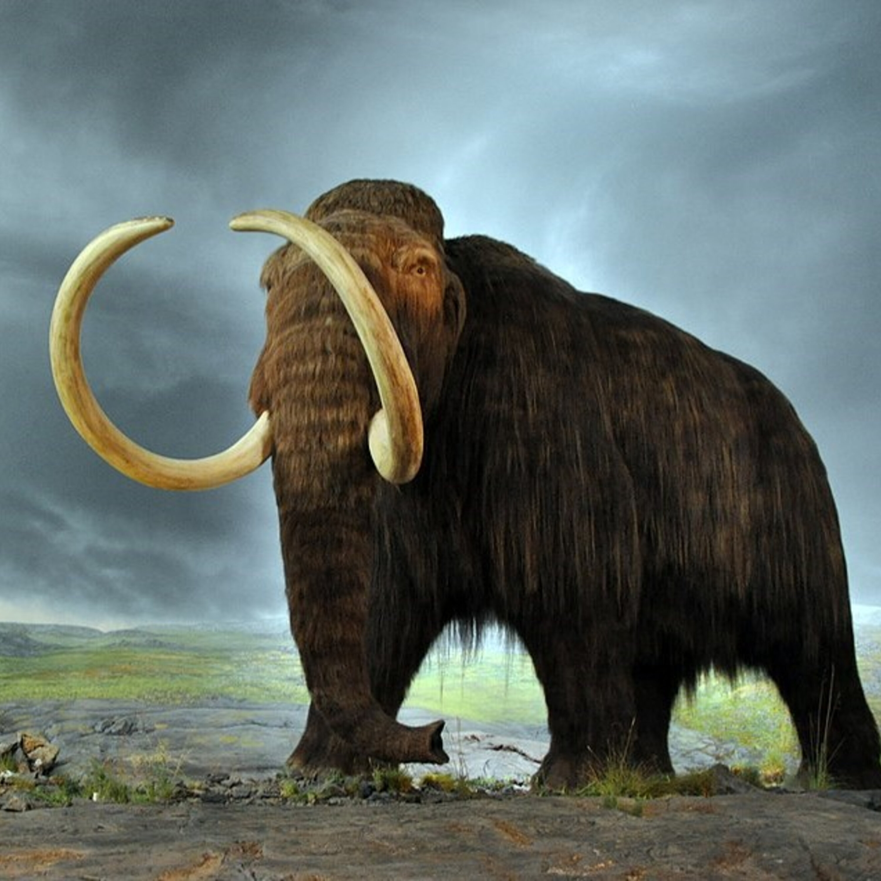 Mammoth-sized news for the Natural History Society of Maryland episode artwork