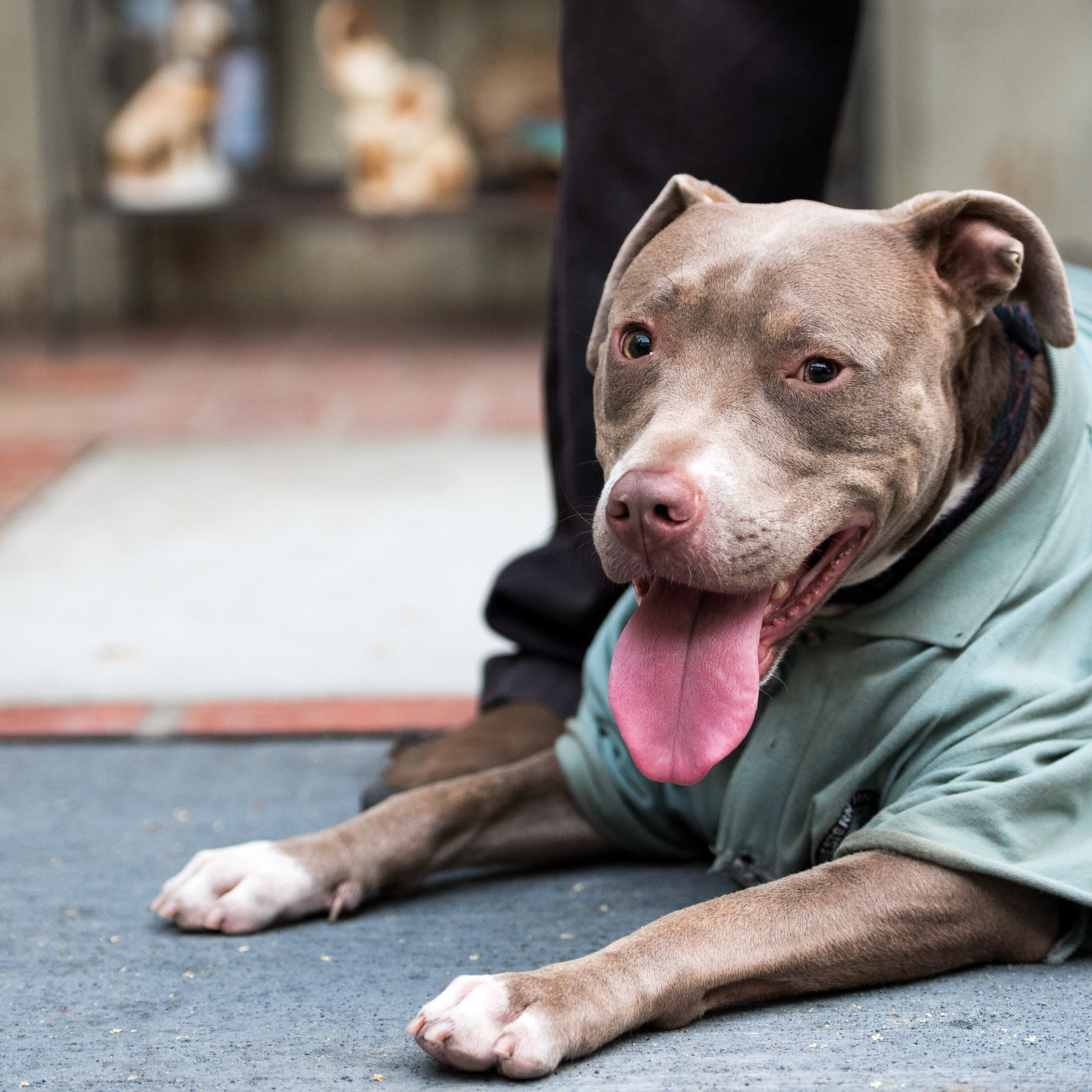 Maryland SPCA sees longer stays for shelter animals amid economic strains episode artwork