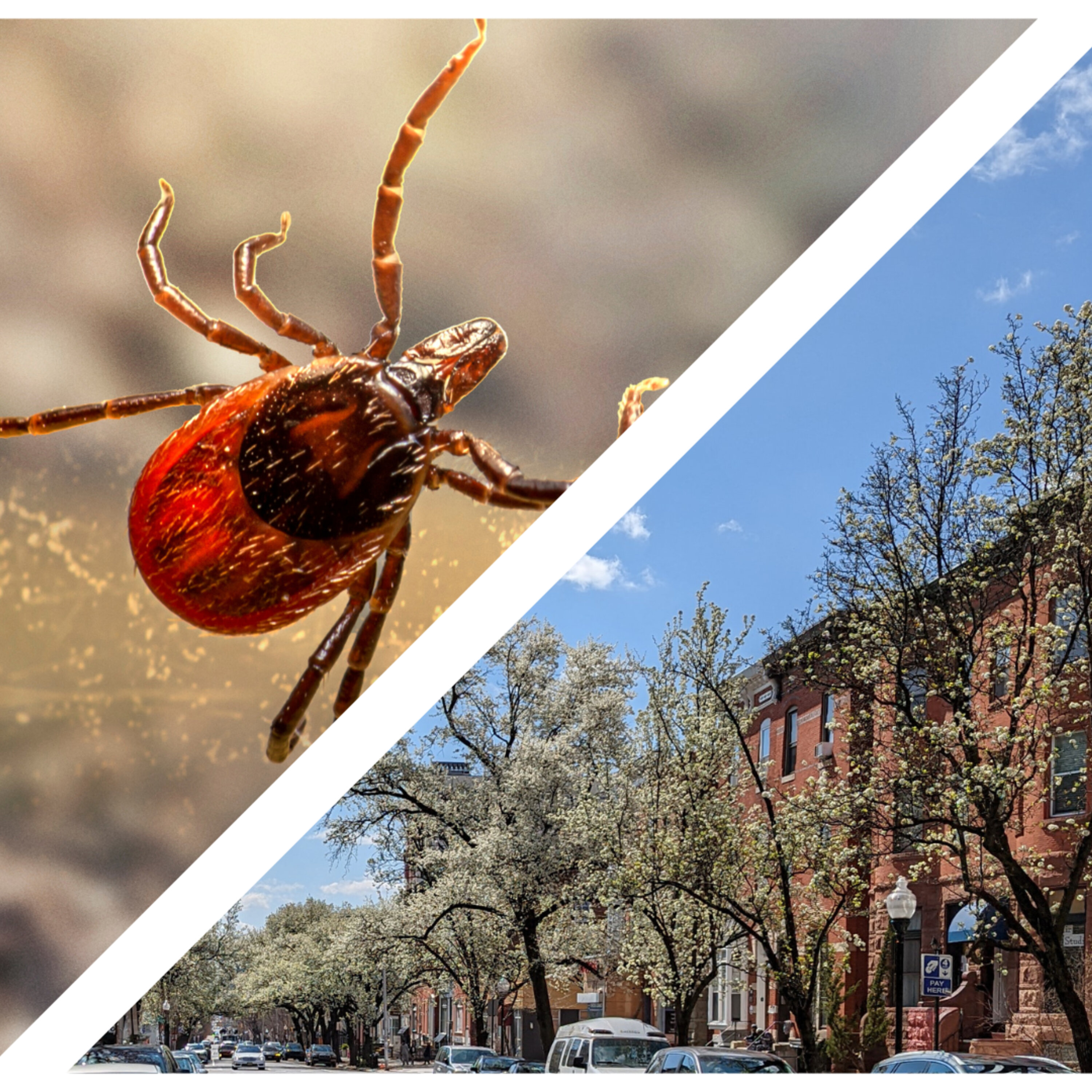 Tick season is here, how can you protect yourself? Plus, conserving Baltimore's green sanctuaries episode artwork