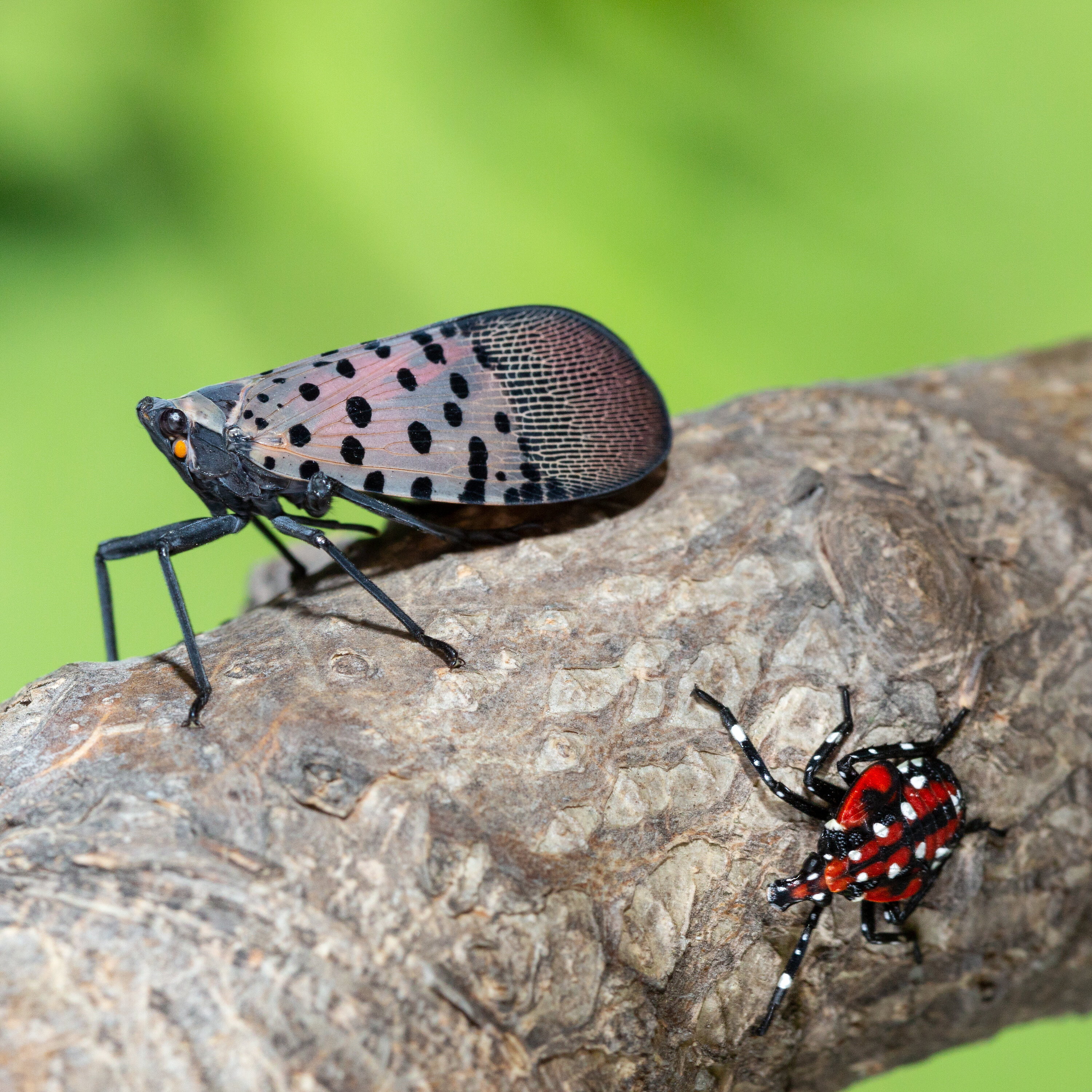 The rise of the Spotted Lanternfly. Plus, locals say less lawn and more indigenous flora episode artwork