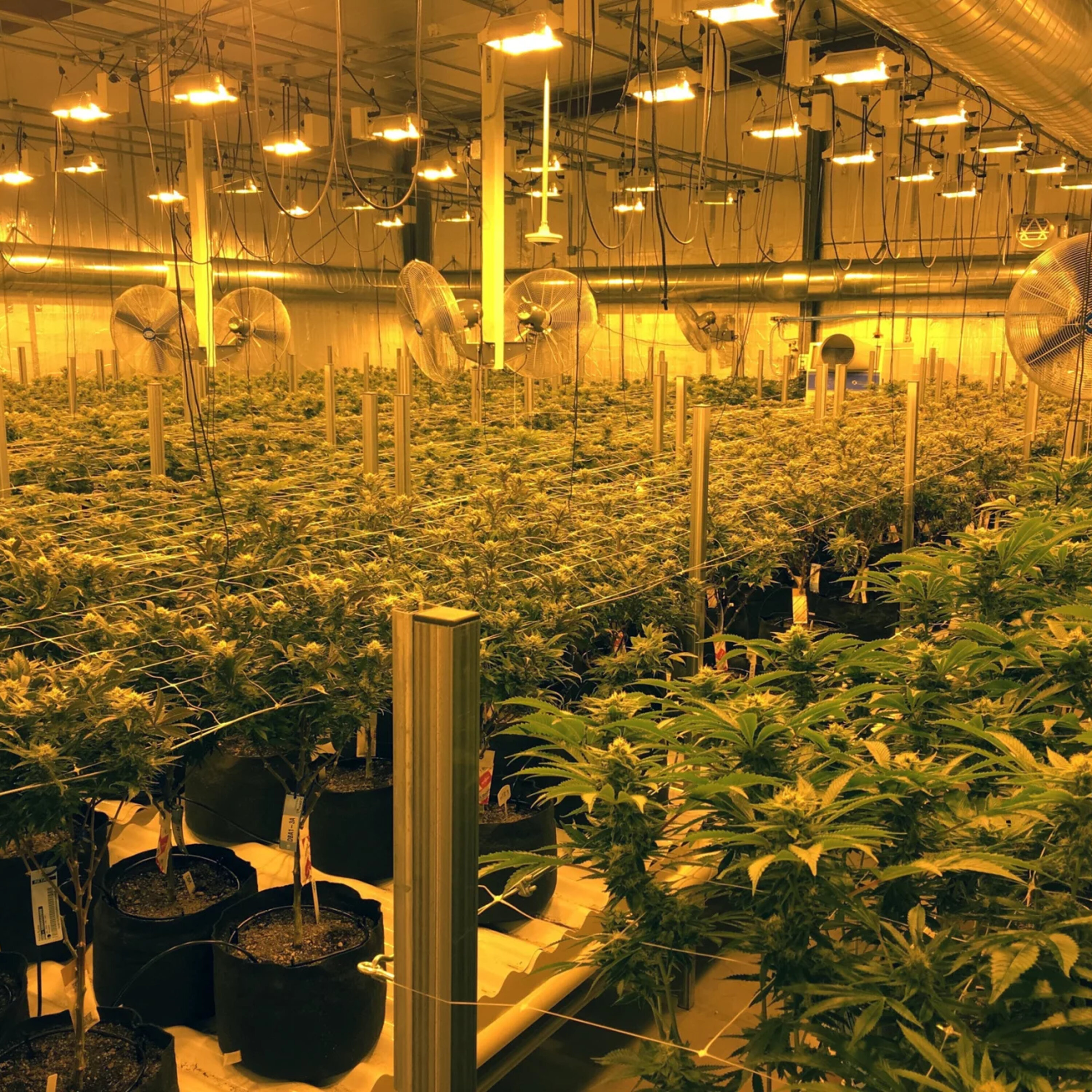 A legislative progress report on abortion and cannabis episode artwork