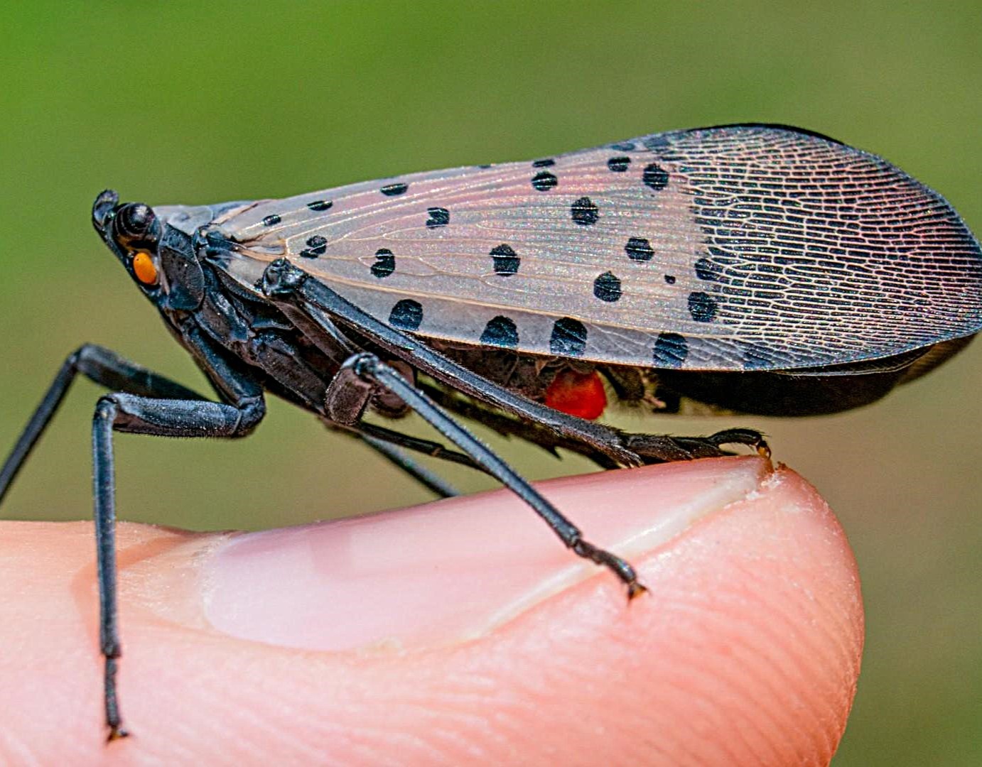 The Spotted Lanternfly is here to stay episode artwork