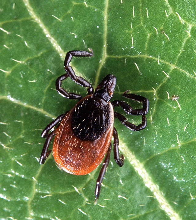 What to know about ticks and how to avoid them episode artwork