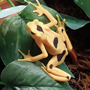 The Maryland Zoo keeps the Panamanian Golden Frog hopping episode artwork