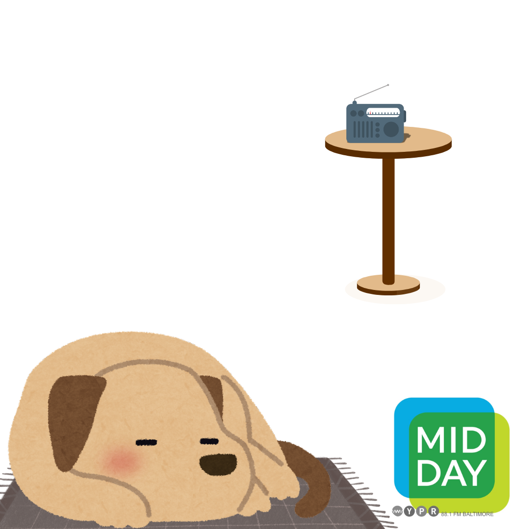 Furry or feathery, four-legged or flying, Midday answers your questions about pets episode artwork