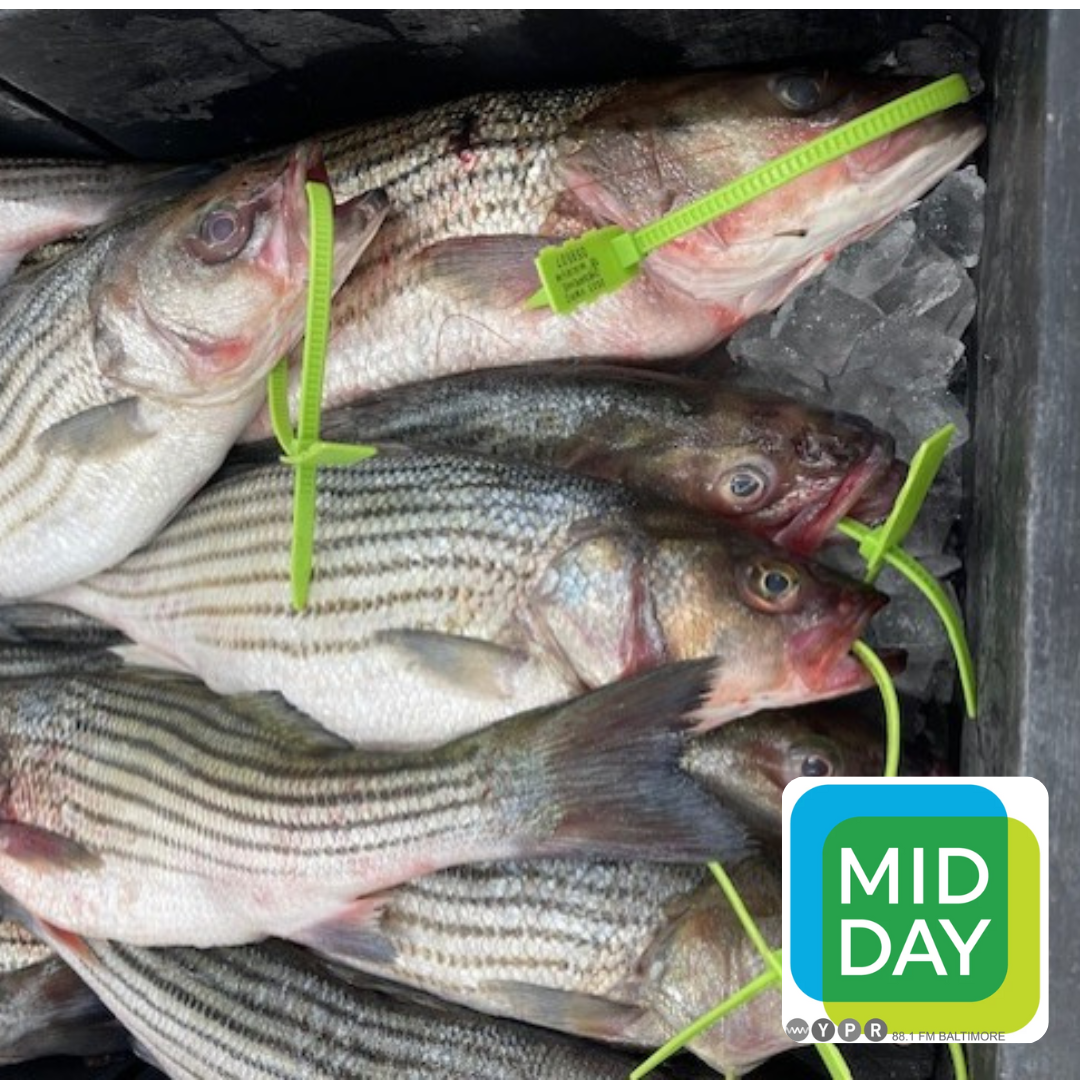Taking stock of oysters and crabs in the Chesapeake Bay. Plus, an age-old Japanese fishing method comes to Maryland. episode artwork
