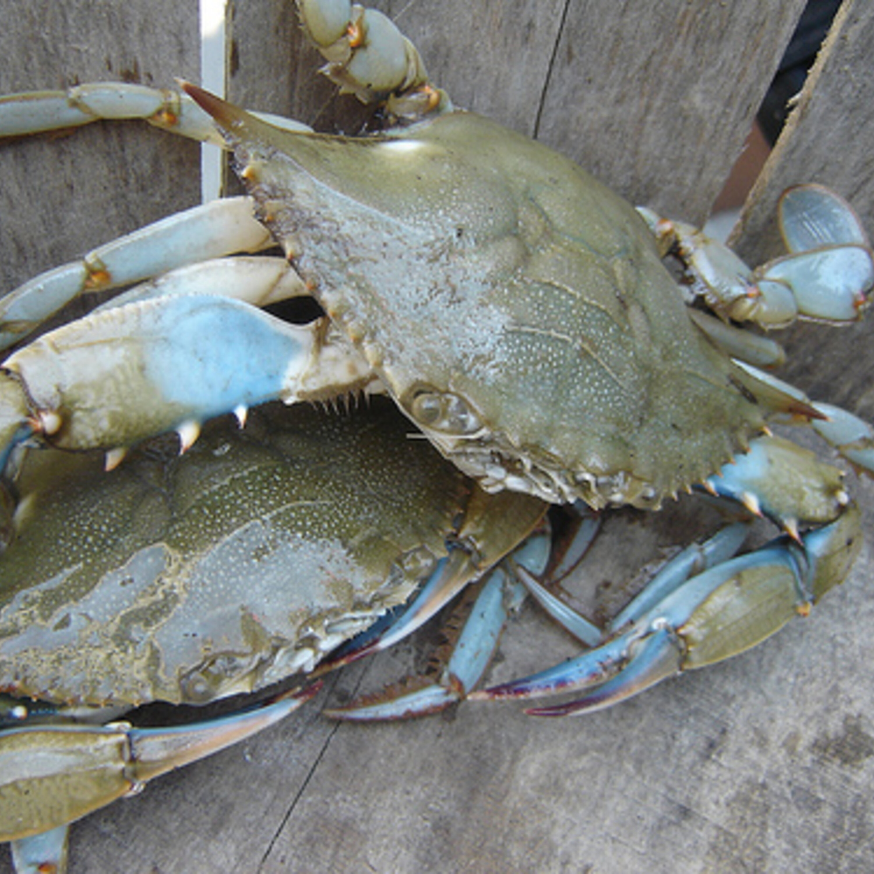 Bay's blue crab numbers lowest in 30 years, according to DNR survey episode artwork