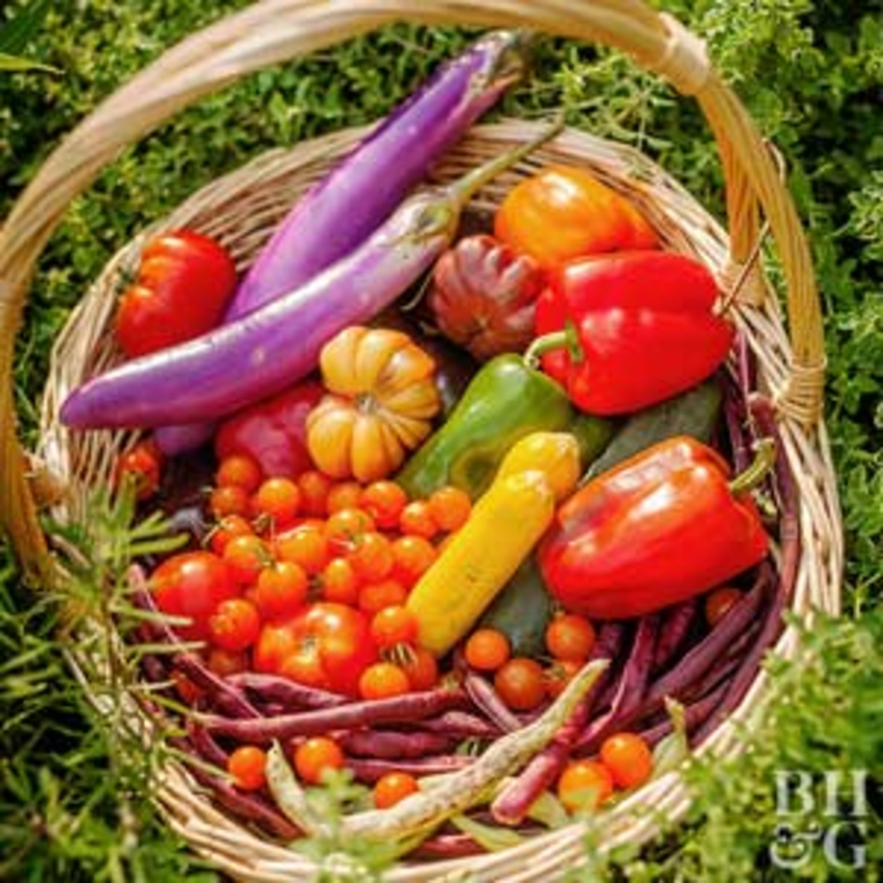Back to the Garden: Our Spring guide to your plant & garden care episode artwork