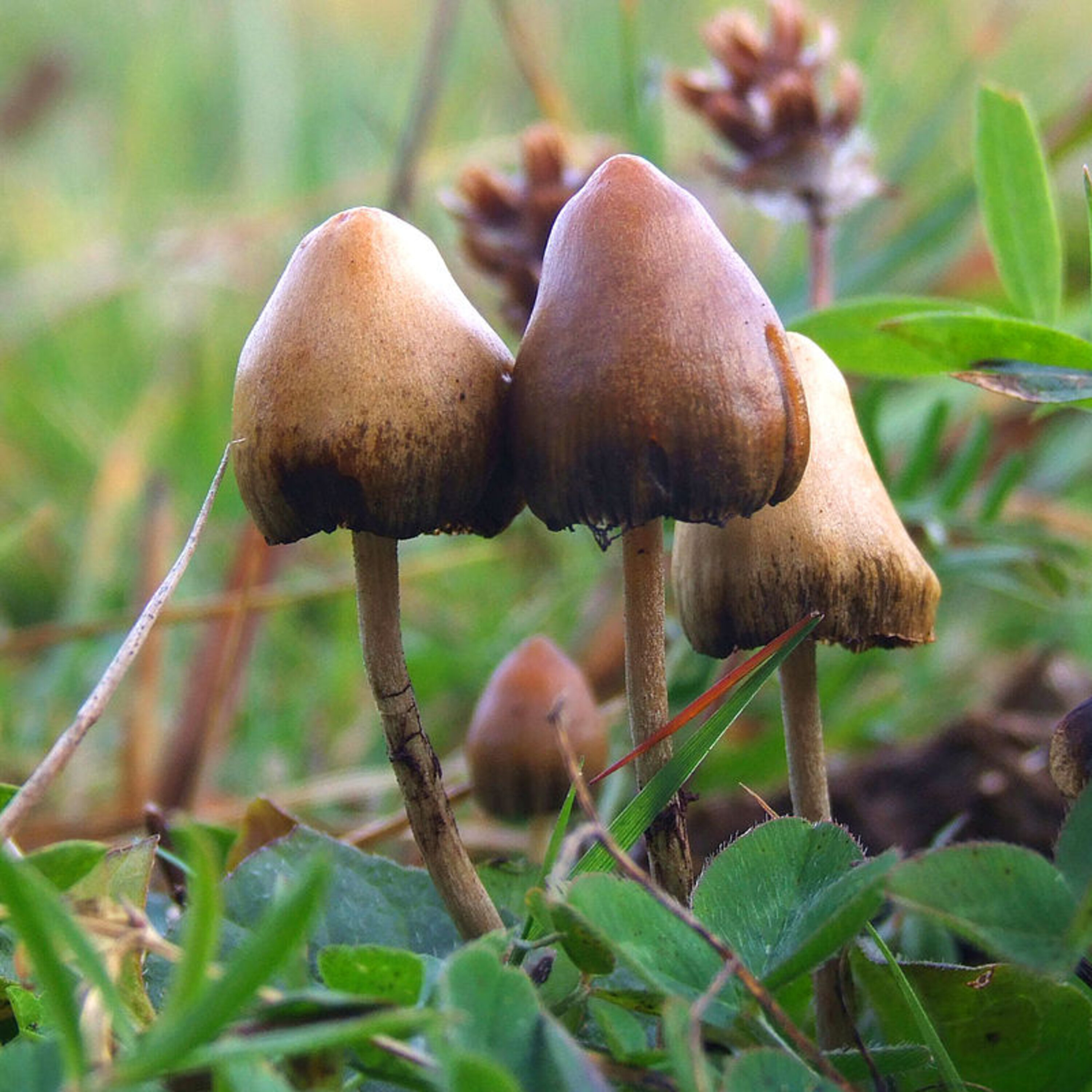 Psychedelic Drugs Offer Effective New Psychiatric Treatments episode artwork
